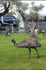 farm animals outside the castle and winery